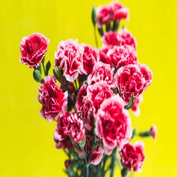 Lo importante es mantener el espíritu de Feria para que cuando haya, no nos falte 💃🏾!!.
- -
Ya tenemos disponibles estos preciosos Mini Claveles o también llamados Clavellina con un aire aflamencáo!.
••
#StaySafeWithFloresNaturales
••
••
#flores #flowers #nature #spain #naturaleza #primavera #españa #photography #flower #love #flor #spring #armilla #photooftheday #naturephotography #garden #plantas #photo #wedding #summer #granada  #instagood #fiori #verano #flowerstagram #fleurs #andalucia #plants #beautiful