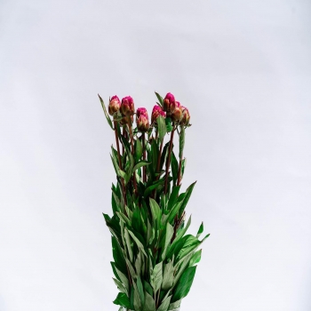 Las Peonias son muchas de las flores favoritas de nuestros clientes y ya están disponibles en nuestra tienda! También en color Rosa Claro y Blanco! 🤩.
- -
Os recordamos que estamos en la Calle Camino Bajo, Junto a Hipermercados Dani, Armilla (Granada), de 7:30 a 14:00 y de 17:00 a 20:00!.
••
#StaySafeWithFloresNaturales
••
•• #flores #flowers #nature #spain #naturaleza #primavera #españa #photography #flower #love #flor #spring #armilla #photooftheday #naturephotography #garden #plantas #photo #wedding #summer #granada  #instagood #fiori #verano #flowerstagram #fleurs #andalucia #plants #beautiful