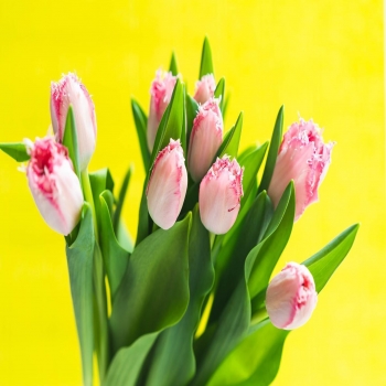 Feliz Viernes!, cada vez queda menos para salir de esta!.
- -
Ya tenemos disponibles estos tulipanes de varios colores en nuestras instalaciones 🥰.
- -
Todas las fotos son realizadas por nosotros y son Productos reales que están a la venta.
••
#StaySafeWithFloresNaturales
••
••
#flores #flowers #nature #spain #naturaleza #primavera #españa #photography #flower #love #flor #spring #armilla #photooftheday #naturephotography #garden #plantas #photo #wedding #summer #granada  #instagood #fiori #verano #flowerstagram #fleurs #andalucia #plants #beautiful