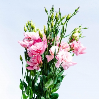 Hoy nos habéis preguntado mucho por los Lisianthus tanto los blancos como los de otros colores. Os comunicamos que mañana ya tendremos disponibles Lisianthus en nuestras instalaciones! 🤩. - -
El horario de apertura es de 7:30 a 14:00 y de 17:00 a 20:00. First come first served!.
••
#StaySafeWithFloresNaturales
••
••
#flores #flowers #nature #spain #naturaleza #primavera #españa #photography #flower #love #flor #spring #armilla #photooftheday #naturephotography #garden #plantas #photo #wedding #summer #granada  #instagood #fiori #verano #flowerstagram #fleurs #andalucia #plants #beautiful